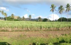 Sugarcane crop on northern Vanua Levu